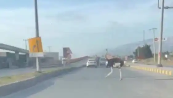 Hatay'da Trafikte Deve Kuşu Görenler Şaşkına Döndü!