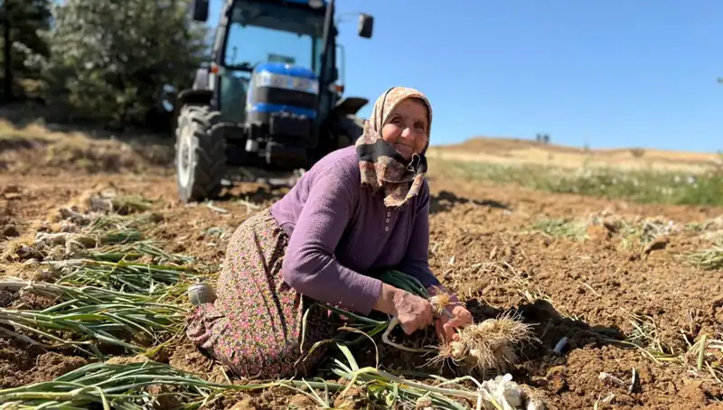 Tarladan Sofralara: Selenyum Zengini Ürün Üretimi için Rekor Fiyatlar