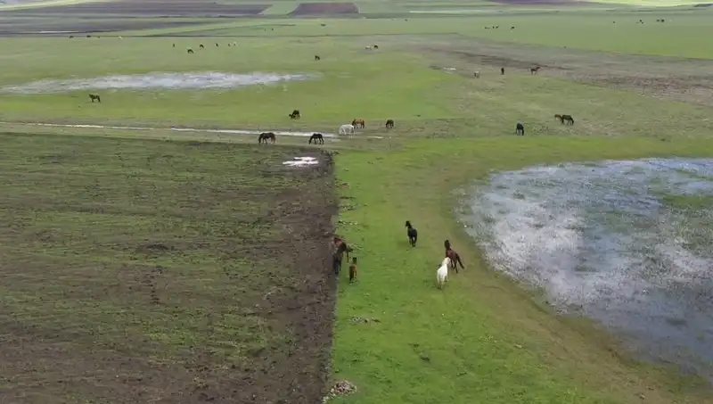 Kars'ın Eşsiz Doğasında Yılkı Atları'nın Dansı ve Huzuru