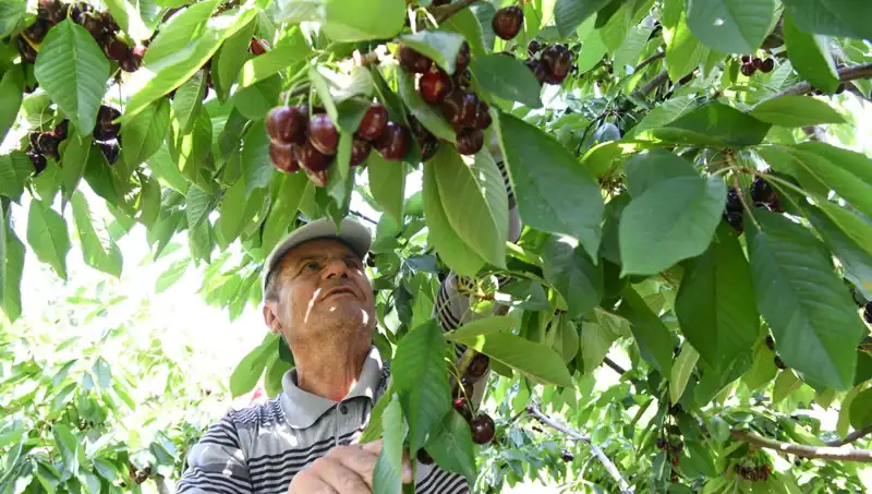 Lapseki Devi: Çay Bardağına Sığmayan Devasa Karpuzun Gizemi