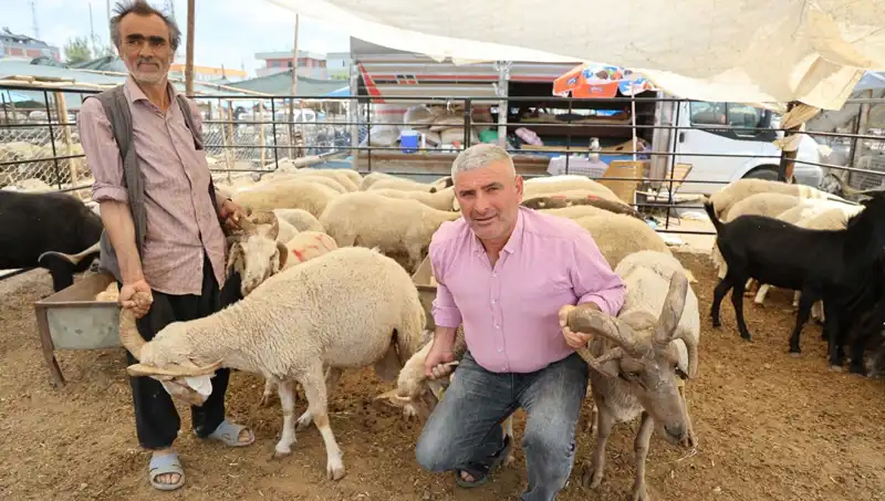 4 Boynuzlu Koçlar Kurban Pazarında Büyüleyici İlgi Görüyor