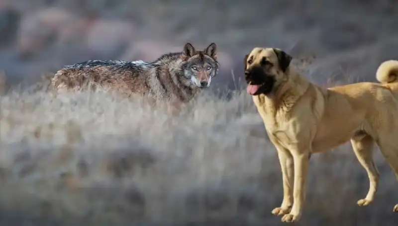 Kangal Köpeği Talebinde Patlama: Kurt Popülasyonundaki Artışın Etkileri