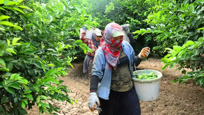Markette Patlıcan Kilosu 150 Lirayı Geçti: Düşüş Mü Geliyor?