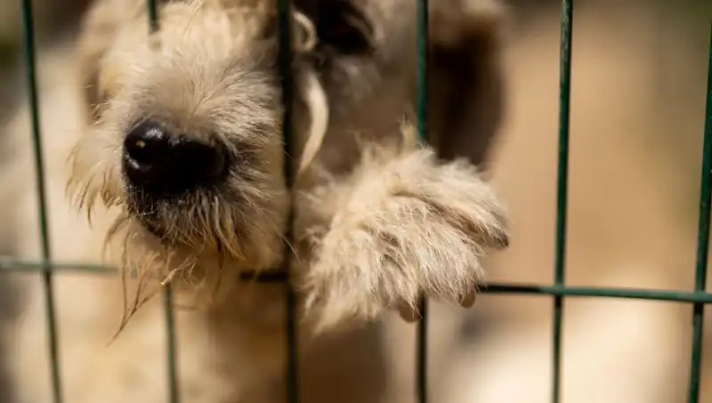 İş Stresi: Köpekler de İnsanlar Kadar Etkileniyor!