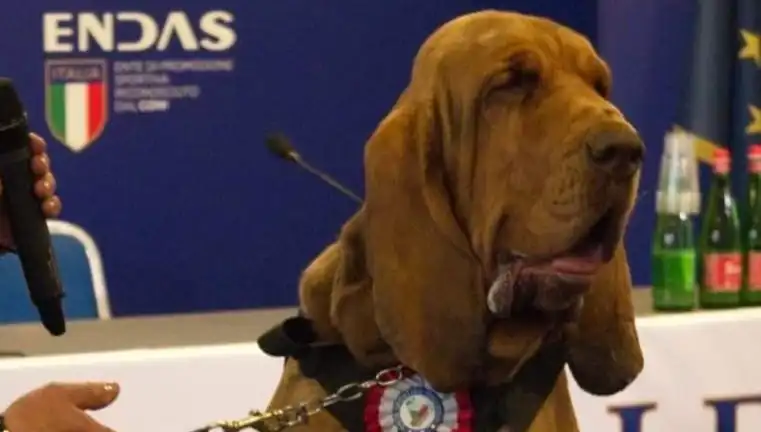 Arama Köpeğine Yapılan Çivili Sosisli Saldırı Şok Etti