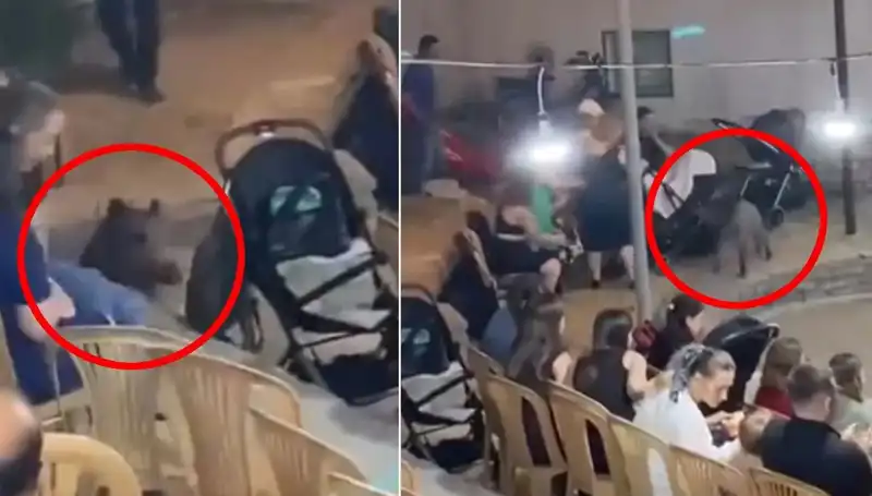Düğün Törenine Dalmasıyla Yaban Domuzu Şaşkınlığa Neden Oldu!