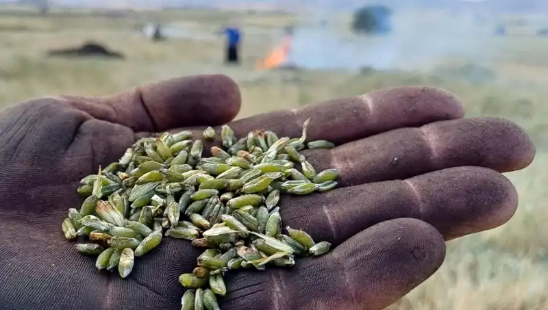 Firik Sezonu Başladı: Eşsiz Tadıyla Sofralarımızı Şenlendiriyor