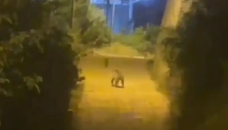 Gümüşhane'de Şehir Merkezine İnen Ayı, Halkı Korkuttu
