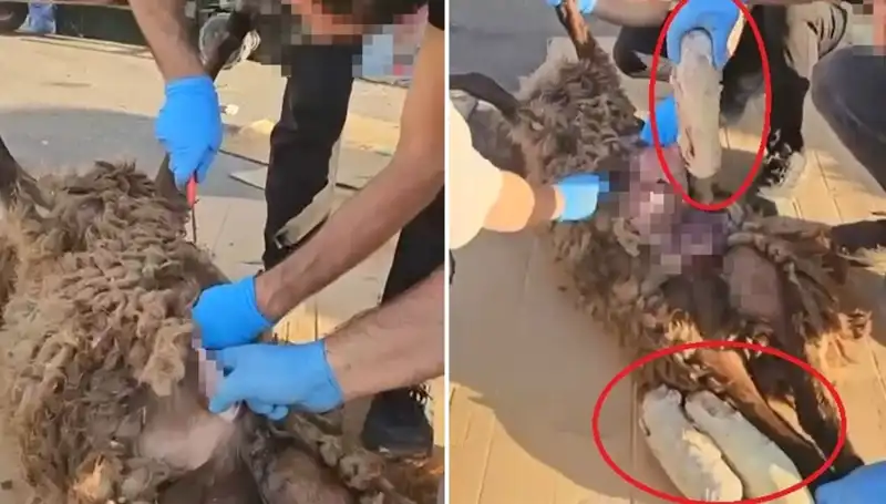 Zehir Tacirlerinin Sıra Dışı Yöntemi: Ölü Koyunun Karnından Çıkanlar Ele Geçirildi