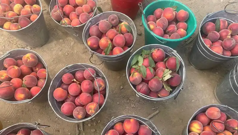 Hasat Zamanı: Çiftçiler Yeniden Kazanmaya Başladı, Fiyatlar 100 Liraya Ulaştı