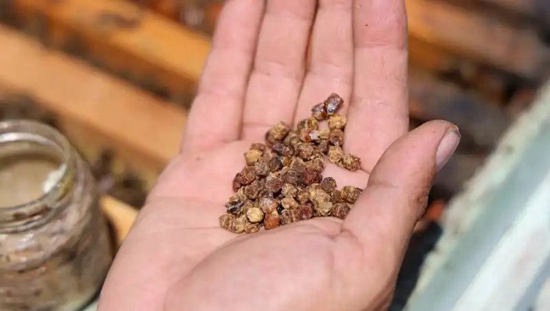 Eskiden Çöpe Atılıyordu, Şimdi Kilosu 3 Bin TL: Yüksek Proteinli Besin