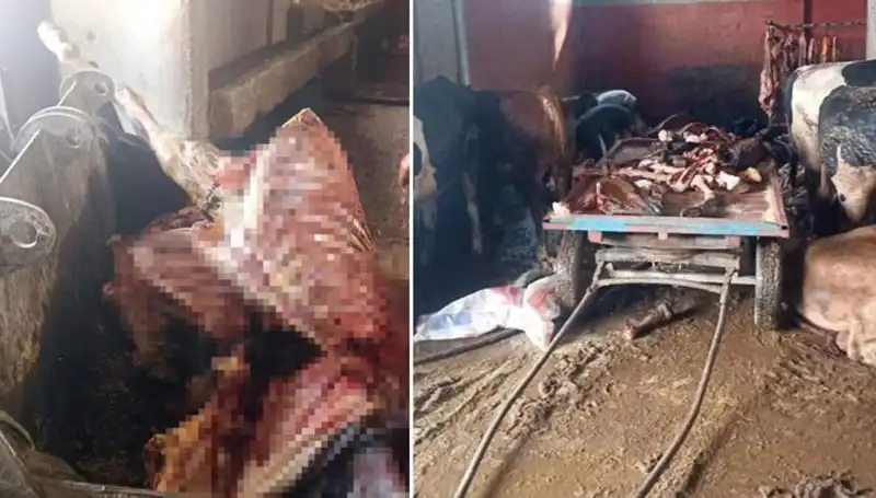 Adana'da Şok Gelişme: 2,5 Ton At Eti Ele Geçirildi!