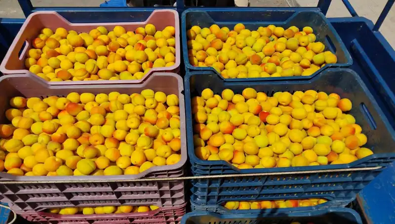 İlk Hasat Yıldızı: 500 TL ile Tarladan Sofralara!