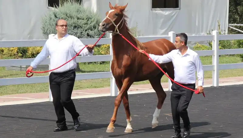 Taşkın Kral: Yeni Rekorlarıyla Tarihe Geçiyor