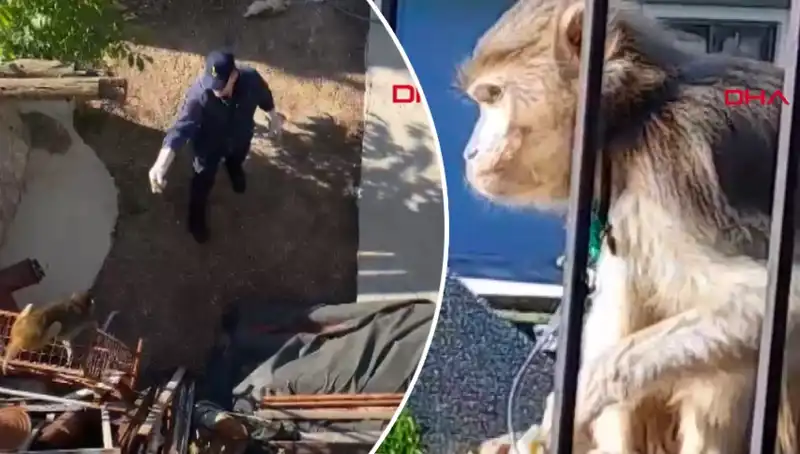 Muğla’da Şaşkınlık Yaratan Maymun Kovalamacasının Ardındaki Gizem