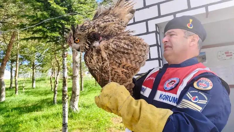 Dikenli Tellere Takılan Puhu: Doğanın Savaşçısı Kurtarıldı!