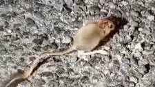 Tunceli’de Büyüleyici Araştırma: Arap Tavşanı Görüntülendi!