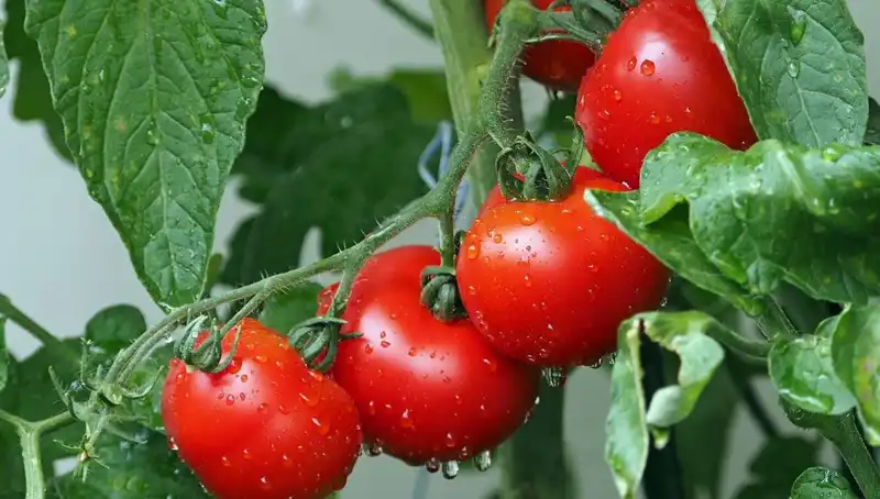 Domateslerin Gizemli Geçmişi: 60 Milyon Yıl Önceye Yolculuk